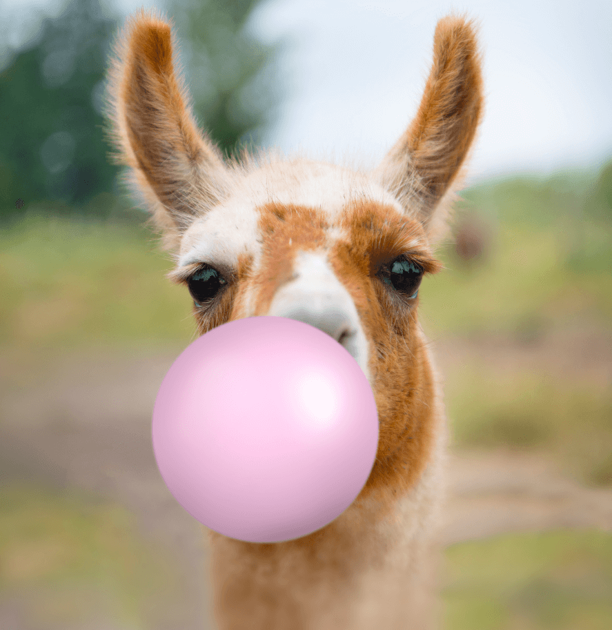 An alpaca blowing bubble gum.